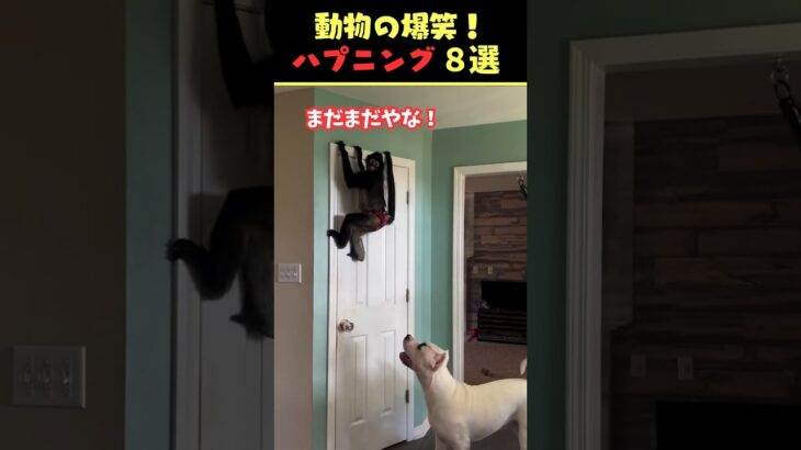 Instagramで7億回バズった動物ハプニング動画8選！8Animal Happenings Videos That Got 800 Million Buzz on Instagram!#犬#猫