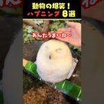 Instagramで9.8億回バズった動物ハプニング動画8選！8Animal Happenings Videos That Got 980 Million Buzz on Instagram!#犬#猫