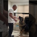 【超大型犬】　ショート アゴ！　Leonberger　レオンベルガー ＃Shorts  #癒し #犬のいる生活  #癒し  #超大型犬 #レオンベルガー