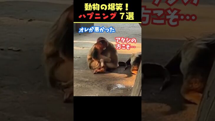 SNSで5.9億回バズった動物ハプニング動画7選！7Animal Happenings Videos That Got 590 Million Buzz on SNS!#犬#猫#動物#ペット