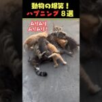 SNSで7.4億回バズった動物ハプニング動画8選！8Animal Happenings Videos That Got 740 Million Buzz on SNS!#犬#猫#動物#ペット