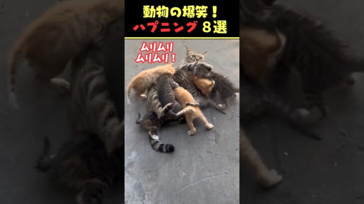 SNSで7.4億回バズった動物ハプニング動画8選！8Animal Happenings Videos That Got 740 Million Buzz on SNS!#犬#猫#動物#ペット