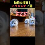 SNSで9.1億回バズった動物ハプニング動画7選！7Animal Happenings Videos That Got 910 Million Buzz on SNS!#犬#猫#動物#ペット