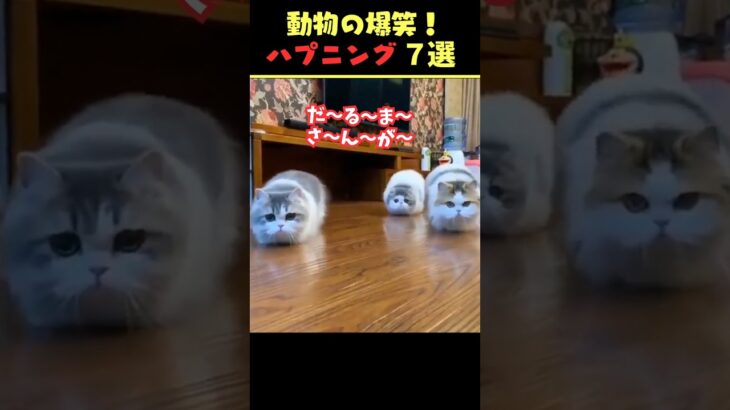 SNSで9.1億回バズった動物ハプニング動画7選！7Animal Happenings Videos That Got 910 Million Buzz on SNS!#犬#猫#動物#ペット