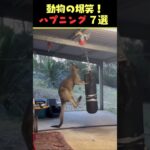 SNSで9.4億回バズった動物ハプニング動画7選！7Animal Happenings Videos That Got 940 Million Buzz on SNS!#犬#猫#動物#ペット