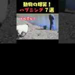 SNSで9.9億回バズった動物ハプニング動画7選！7Animal Happenings Videos That Got 990 Million Buzz on SNS!#犬#猫#動物#ペット