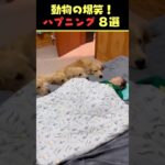 Xで5.2億回バズった動物ハプニング動画8選！8Animal Happenings Videos That Got 520 Million Buzz on X!#犬#猫#動物#ペット