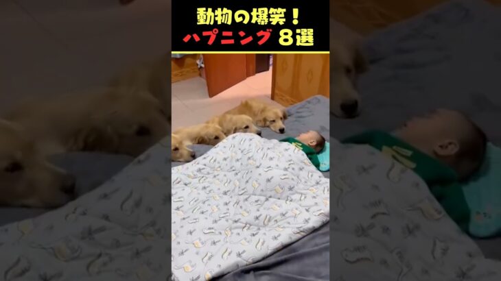 Xで5.2億回バズった動物ハプニング動画8選！8Animal Happenings Videos That Got 520 Million Buzz on X!#犬#猫#動物#ペット