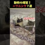 Xで5.8億回バズった動物ハプニング動画7選！7Animal Happenings Videos That Got 580 Million Buzz on X!#犬#猫#動物#ペット