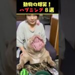 Xで7.9億回バズった動物ハプニング動画8選！8Animal Happenings Videos That Got 790 Million Buzz on X!#犬#猫#動物#ペット