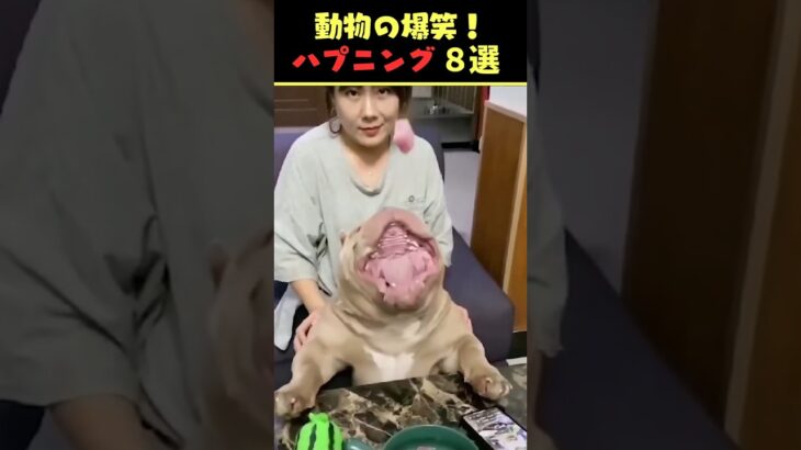 Xで7.9億回バズった動物ハプニング動画8選！8Animal Happenings Videos That Got 790 Million Buzz on X!#犬#猫#動物#ペット