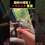 Xで8億回バズった動物ハプニング動画8選！8Animal Happenings Videos That Got 800 Million Buzz on X!#犬#猫#動物#ペット