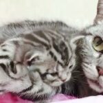 【猫映像集】かわいい猫　もふもふな猫　かわいい犬　おもふもふ犬　かわいいテーマ曲を作ってみた☆　にゃんにゃんにゃん♬　♥️　＃cat #kitty  ＃cute ＃猫　＃ねこ