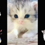 【猫映像集】かわいい猫　もふもふな猫　かわいい犬　おもふもふ犬　じわじわくるテーマ曲を作ってみた☆　にゃんにゃんにゃん♬　④　♥️　＃cat #kitty  ＃cute ＃猫　＃ねこ