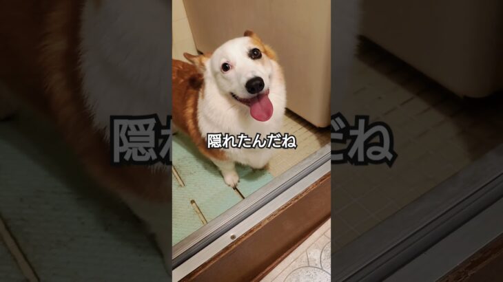 花火こわい！！#コーギー #かわいい #コーギー犬 #癒し #corgi #dog #可愛い #shorts