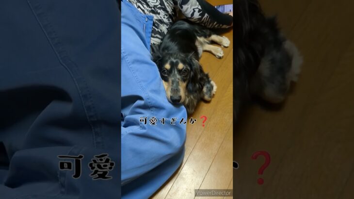 可愛いダックス#ミニチュアダックスフンド #dog #犬 #癒し