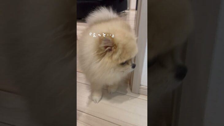 ホラー並みに覗くポメラニアンまめこ #dog #ポメ #癒し #犬のいる生活 #覗く犬