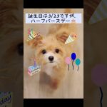 ポメプー子犬がハーフバースデー　#dog #かわいい #犬 #パピー #いぬ #ポメラニアン #トイプードル