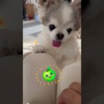 #チワワ #dog #chihuahua #癒し #犬 #cute #博多弁 #お喋りリキちゃん