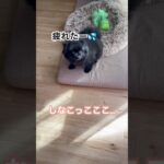 しなこダンス#dog#ポメラニアン＃黒ポメ＃可愛い＃癒し#shorts ＃犬