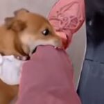 funny dog「海外の面白い犬」