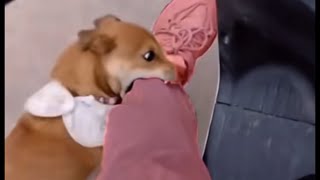 funny dog「海外の面白い犬」