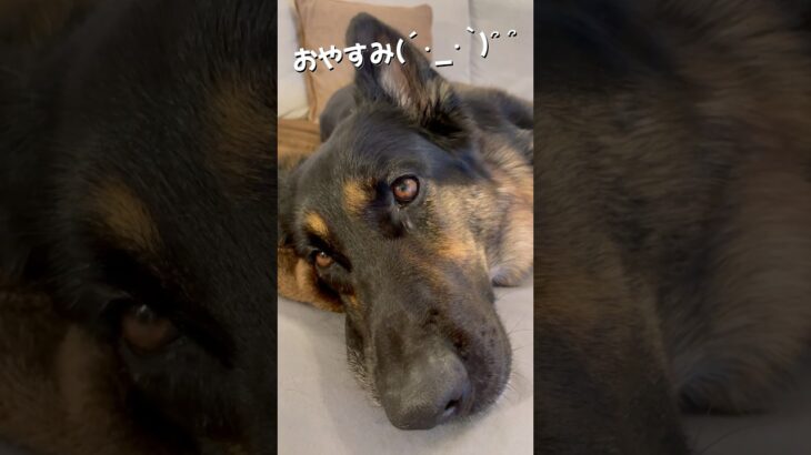 【かわいいシェパード】 #ジャーマンシェパード #シェパード #大型犬 #germanshepherd #癒し #shorts