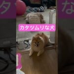 【カタツムリな犬】覇気がありました。#ポメラニアン #犬 #かわいい #かたつむり #ive #shorts