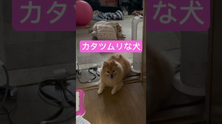 【カタツムリな犬】覇気がありました。#ポメラニアン #犬 #かわいい #かたつむり #ive #shorts