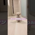 ワン！の練習part2 #犬 #子犬 #かわいい #toypoodle #dogshorts #miniaturepoodle #shorts #short