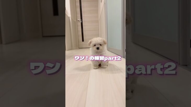 ワン！の練習part2 #犬 #子犬 #かわいい #toypoodle #dogshorts #miniaturepoodle #shorts #short