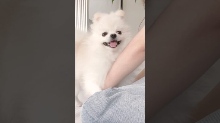 飼い主にべったりなポメラニアンのハクさま。#ポメラニアン #pomeranian #かわいい #犬 #子犬 #かわいい犬 #cutedog #もふもふ #もふもふ犬