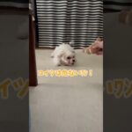 パンのおもちゃを威嚇する子犬 #犬 #puppy #チワマル #dog #可愛い #癒し #犬のいる生活 #子犬 #かわいい