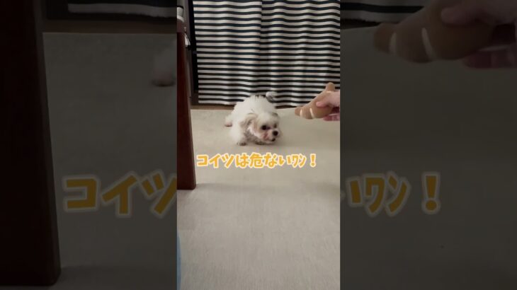 パンのおもちゃを威嚇する子犬 #犬 #puppy #チワマル #dog #可愛い #癒し #犬のいる生活 #子犬 #かわいい