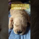 成長 #ゴールデンレトリバー #クラッシー #メルシー #可愛い  #癒し  #かわいい  #犬 #puppy #goldenretriever  #愛犬 ＃いぬ #犬のいる暮らし