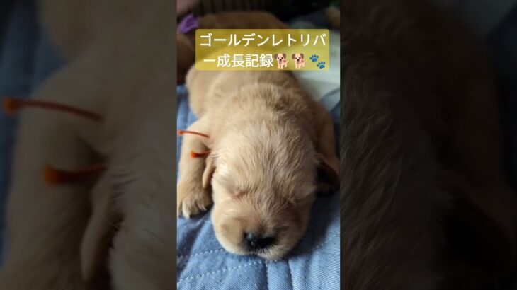 成長 #ゴールデンレトリバー #クラッシー #メルシー #可愛い  #癒し  #かわいい  #犬 #puppy #goldenretriever  #愛犬 ＃いぬ #犬のいる暮らし