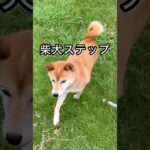 柴犬コロ 柴犬ステップが最高すぎる😂 #柴犬コロ #おもしろ #かわいい #犬 #shibainu #dog #funny #cute