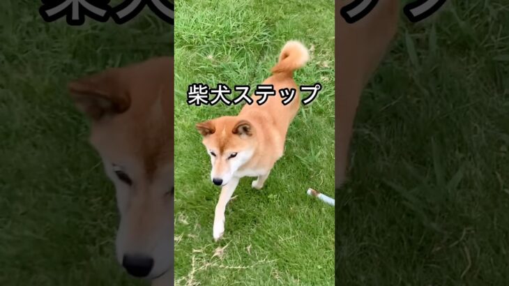 柴犬コロ 柴犬ステップが最高すぎる😂 #柴犬コロ #おもしろ #かわいい #犬 #shibainu #dog #funny #cute