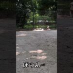 お尻嗅がれると尻尾が下がる犬 #癒し #シーズー #犬のいる生活 #shihtz #shihtzu #可愛い #dogbreed