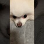 犬が反応する音らしい…#犬#shorts #おもしろ