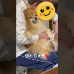 かわいい犬#犬#かわいい#ポメラニアン#shorts#惚れる