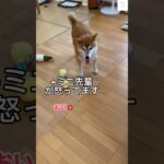 先輩に怒られる柴犬の反応が面白すぎる😂　#柴犬　#犬　#おもしろ #犬のいる生活 #shorts