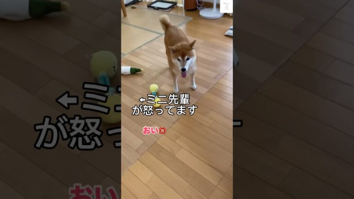 先輩に怒られる柴犬の反応が面白すぎる😂　#柴犬　#犬　#おもしろ #犬のいる生活 #shorts