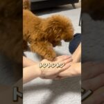 子犬トイプードルの世界一かわいいトントントン#shorts