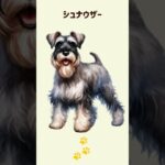 犬のかわいい表情～ シュナウザー #shorts