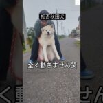 振り返ったら散歩拒否⁉️全く動かない笑　#秋田犬　#大型犬　#犬　#おもしろ #shorts