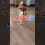 浮気がバレた瞬間‼️柴犬の表情が一変！　#柴犬　#犬　#かわいい犬　#おもしろ　#shorts