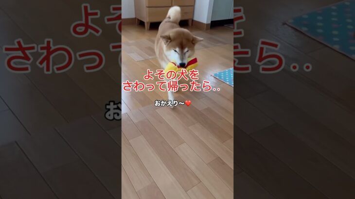 浮気がバレた瞬間‼️柴犬の表情が一変！　#柴犬　#犬　#かわいい犬　#おもしろ　#shorts