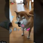 笑顔な柴犬😊ママのことが大好き‼️ #柴犬　#犬　#かわいい犬 #犬のいる暮らし #shorts