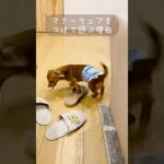 子犬っぽくてかわいいね…？🙏#子犬#犬#チワックス#かわいい#マナーウェア#動物#shorts